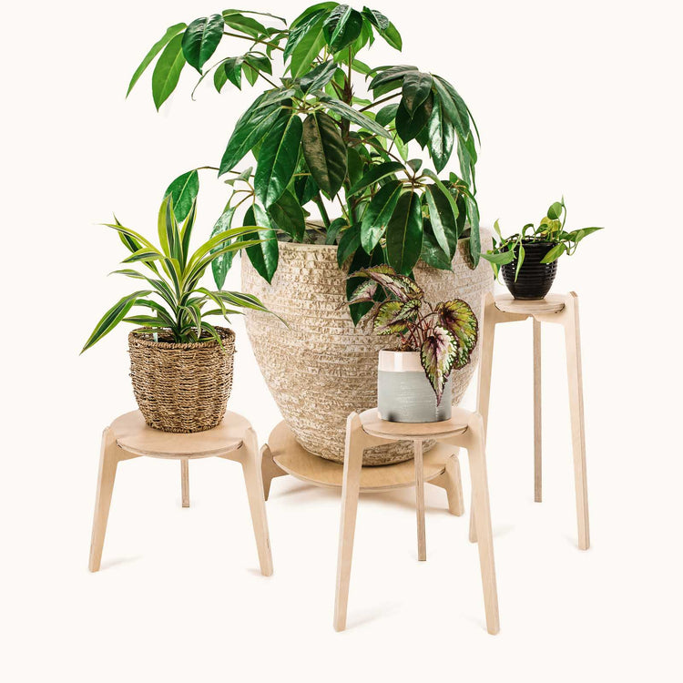 Japandi Plant Stand