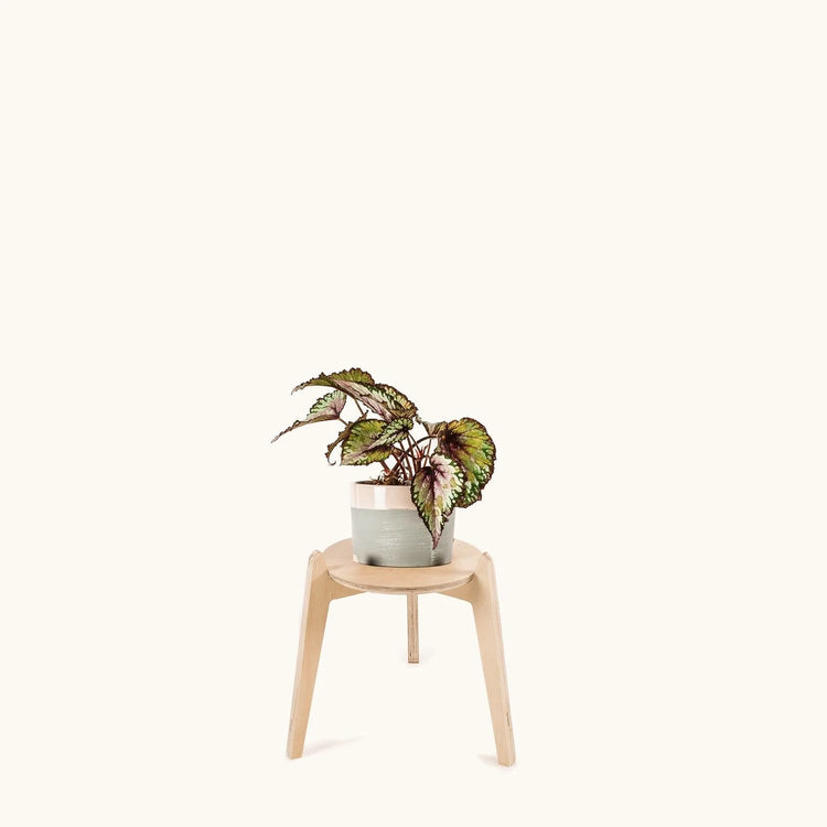 Japandi Plant Stand