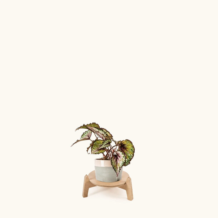 Japandi Plant Stand