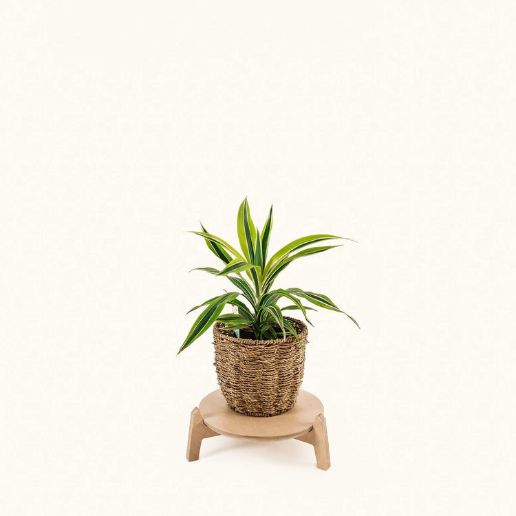 Japandi Plant Stand