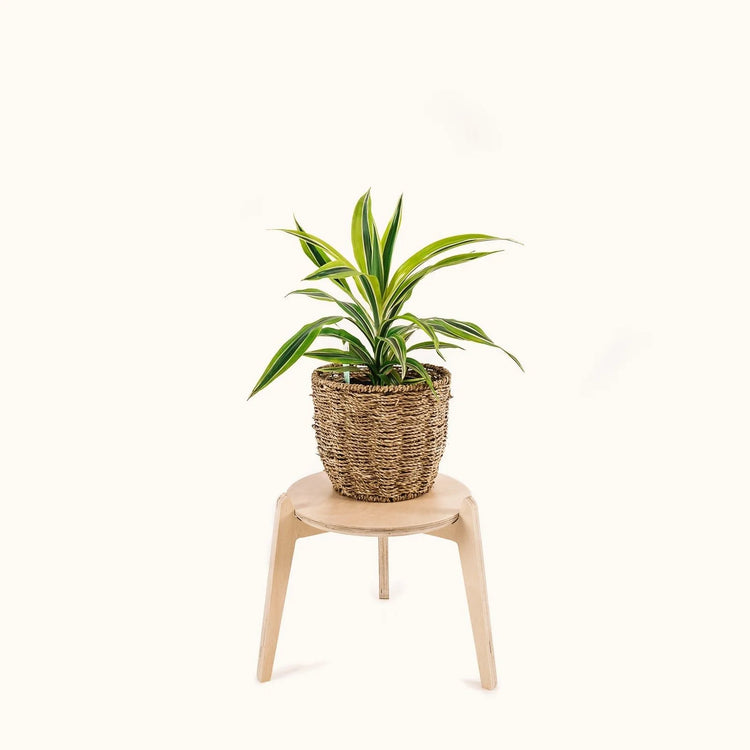 Japandi Plant Stand