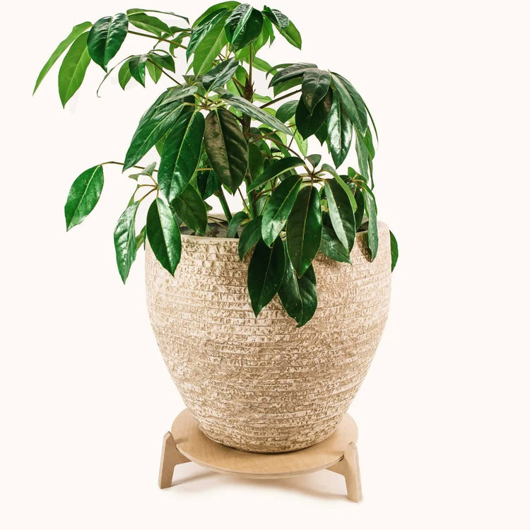 Japandi Plant Stand