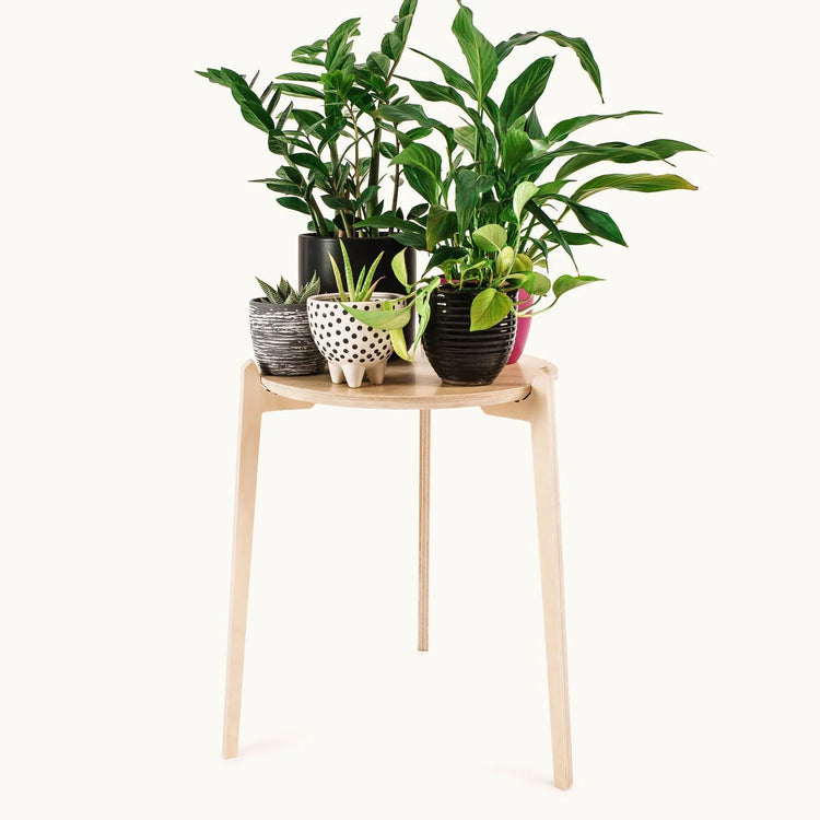 Japandi Plant Stand