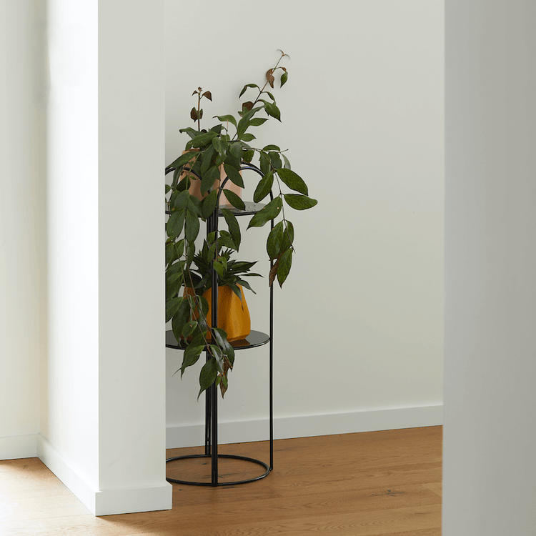 Ico Traders Mahoe Stand